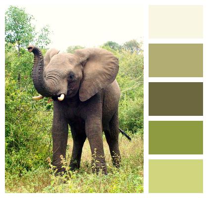 Africa Elephant South Africa Image